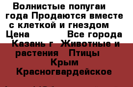 Волнистые попугаи, 2 года.Продаются вместе с клеткой и гнездом. › Цена ­ 2 800 - Все города, Казань г. Животные и растения » Птицы   . Крым,Красногвардейское